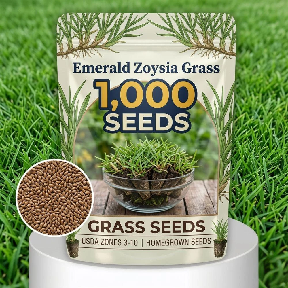 Zoysia Grass Seeds for Planting - Warm Season Lawn - Easy Upgrade - Image 1
