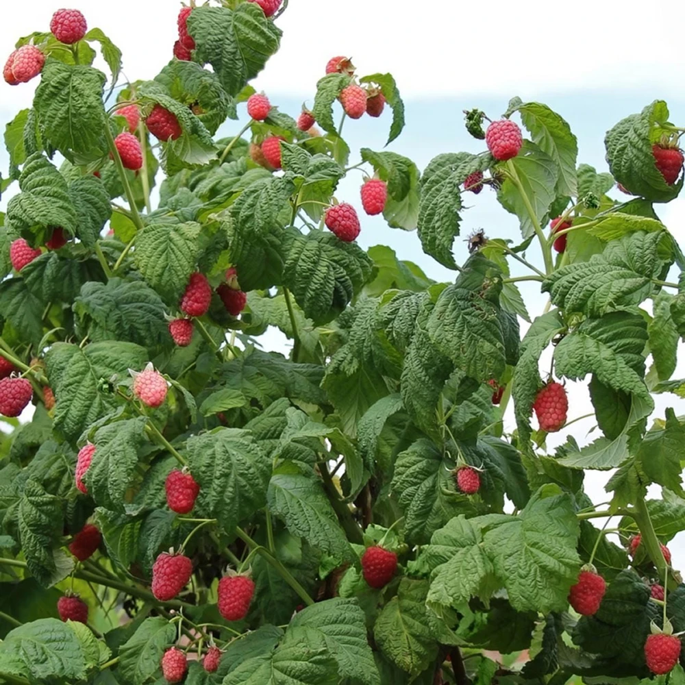 1 Caroline Red Raspberry Starter Plug - Rubus idaeus 'Caroline' - Everbearing Live Plant - Image 7