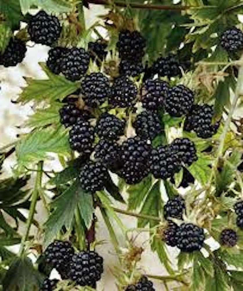 1 Natchez Blackberry Live Plant – Thornless Rubus 'Natchez' Starter Plug - Image 1
