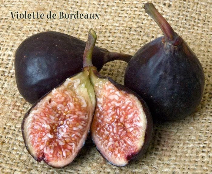 1 Violette de Bordeaux Fig Tree Starter Plug - Image 4