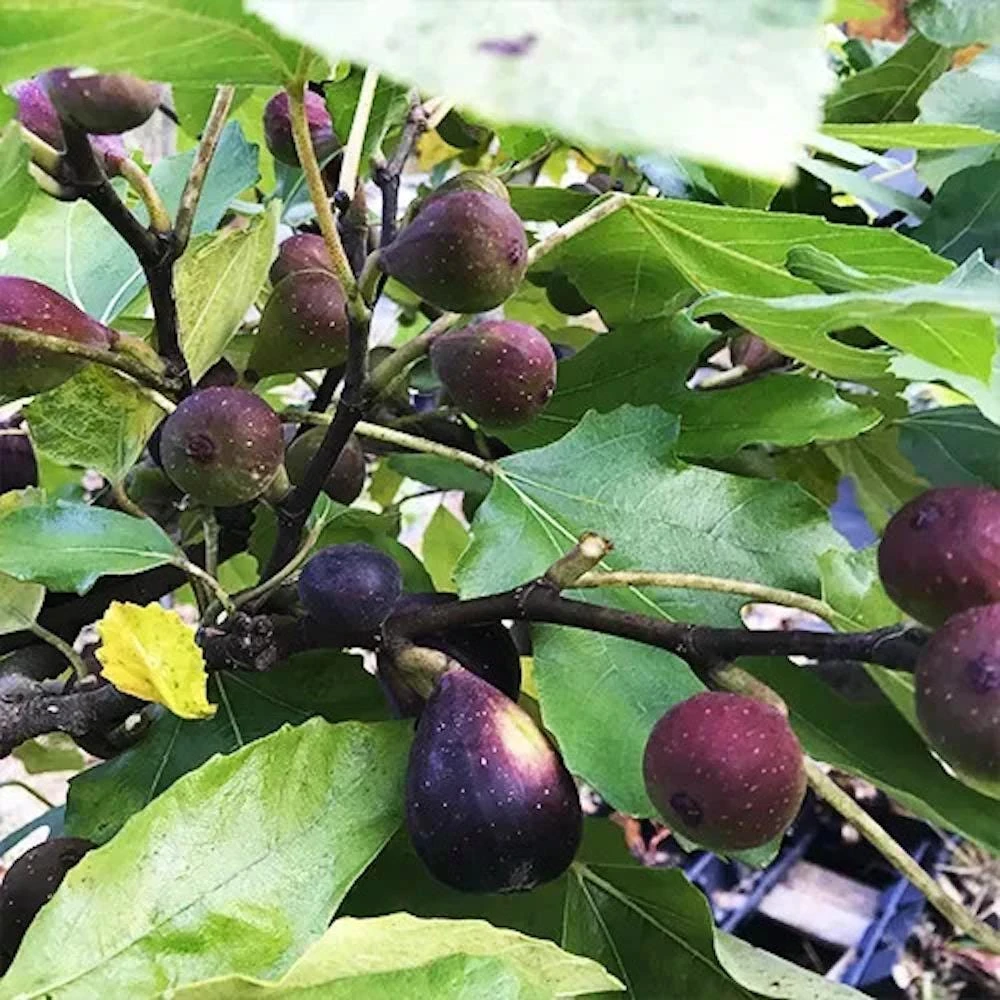 1 Violette de Bordeaux Fig Tree Starter Plug - Image 6
