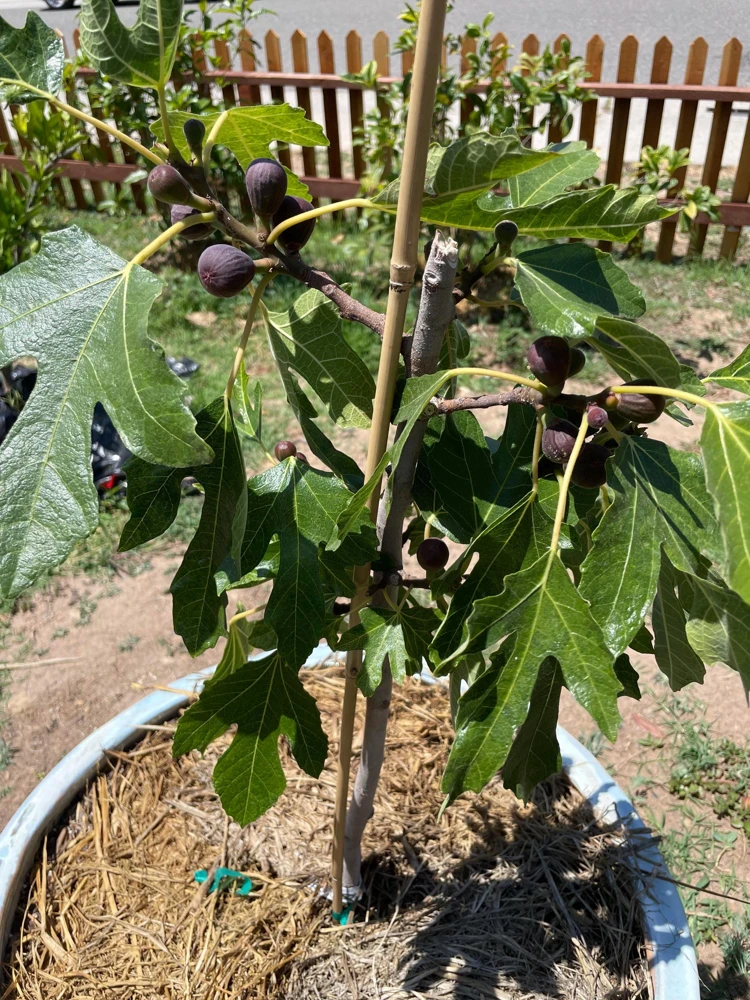 1 Violette de Bordeaux Fig Tree Starter Plug - Image 7