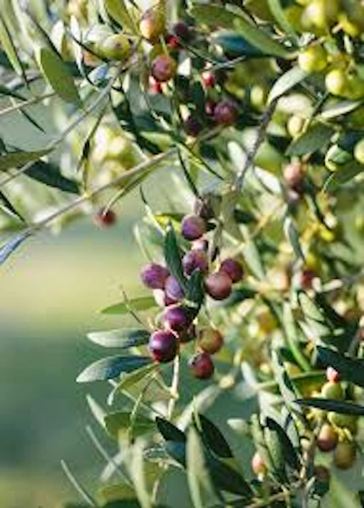 10 Arbequina Olive Tree Live Starter Plant Olea europaea 'Arbequina' Indoor/Outdoor - Image 1