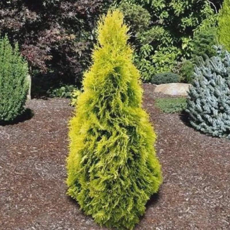 10 Berckman’s Gold Arborvitae Starter Plugs - Live Bare Root Evergreen Shrub - Image 1