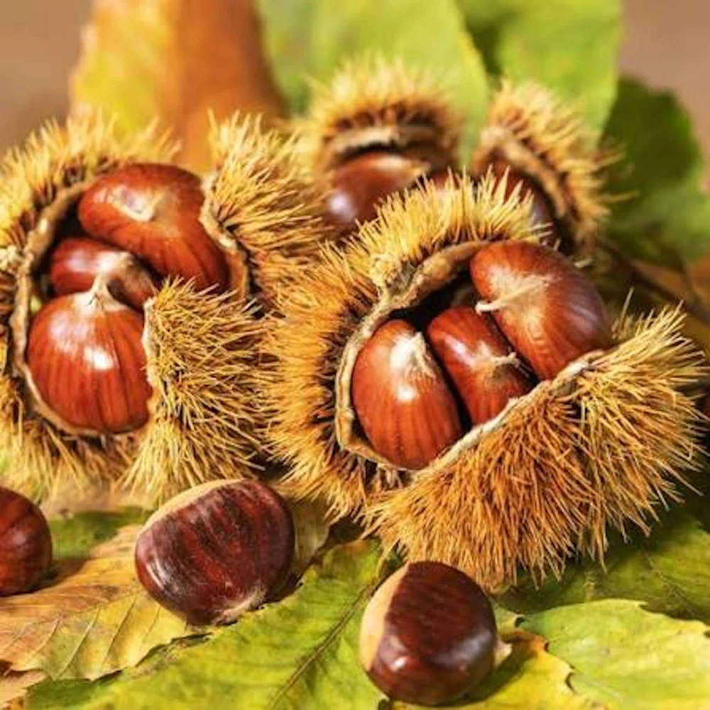 10 Bisalta Chestnut Seeds - Stratified Italian Chestnut Seeds for Planting - Image 1