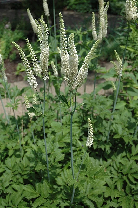 10 Black Cohosh Bare Root Plants - Actaea Racemosa Wildflower Native Shade Garden - Image 1