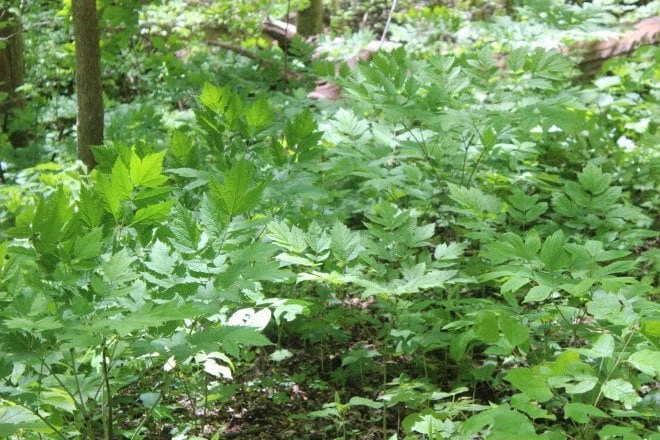 10 Black Cohosh Bare Root Plants - Actaea Racemosa Wildflower Native Shade Garden - Image 7