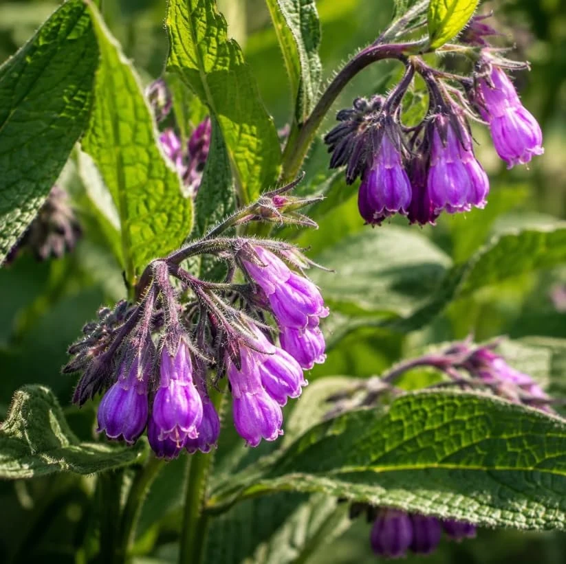 10 Bocking 14 Comfrey Live Roots for Planting, Perennial Comfrey Herb Starter Roots for Garden Beds, Deep Rooted Plant - Image 1