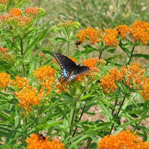 10 Butterfly Weed Bare Root Plants - Asclepias Tuberosa Milkweed for Pollinators - Image 10