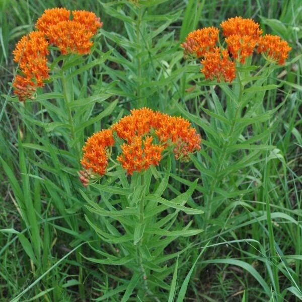 10 Butterfly Weed Bare Root Plants - Asclepias Tuberosa Milkweed for Pollinators - Image 2