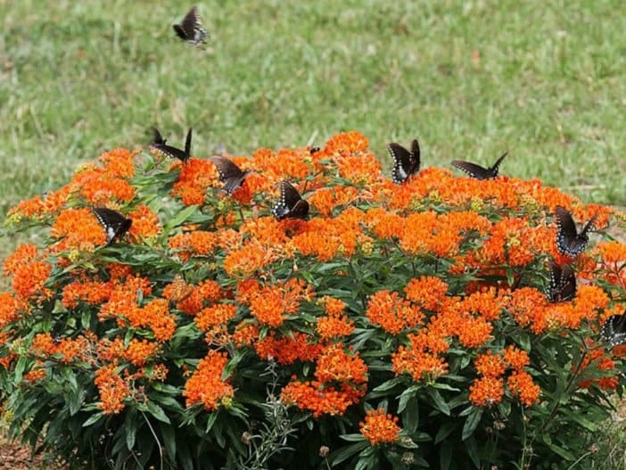 10 Butterfly Weed Bare Root Plants - Asclepias Tuberosa Milkweed for Pollinators - Image 4