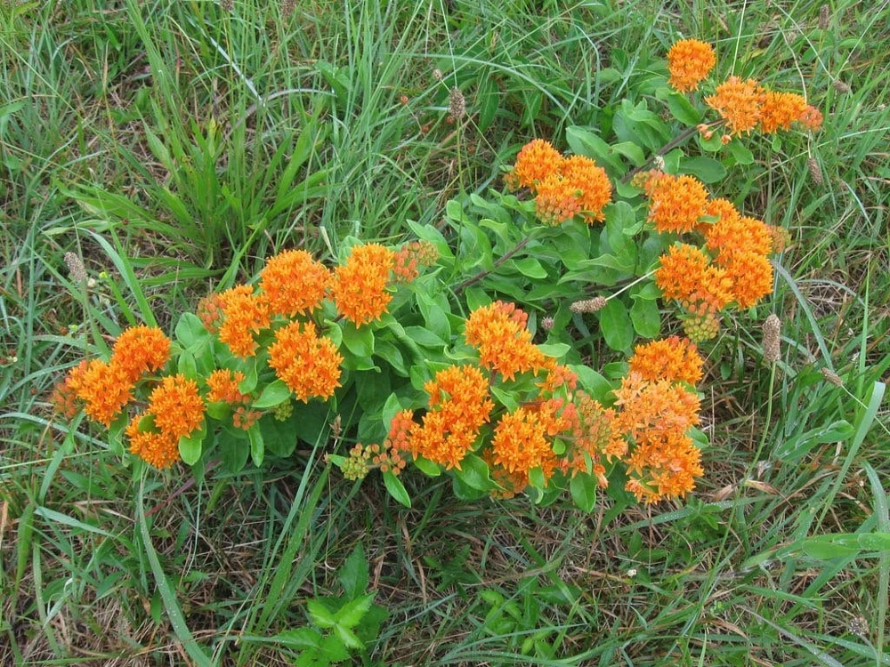 10 Butterfly Weed Bare Root Plants - Asclepias Tuberosa Milkweed for Pollinators - Image 5