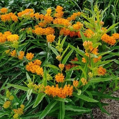 10 Butterfly Weed Bare Root Plants - Asclepias Tuberosa Milkweed for Pollinators - Image 6
