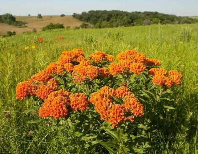 10 Butterfly Weed Bare Root Plants - Asclepias Tuberosa Milkweed for Pollinators - Image 8