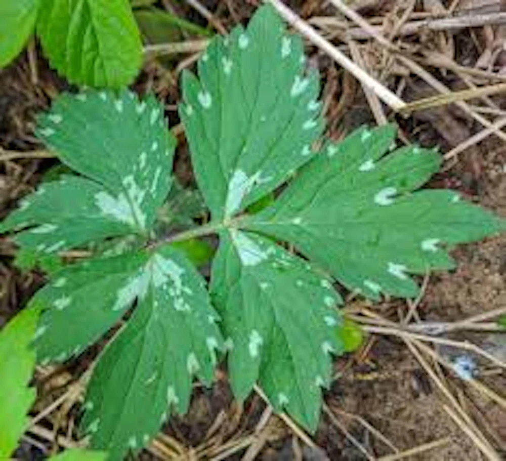 10 Canadian Waterleaf Bare Root Plants - Broad Leaf Hydrophyllum - Native Wildflower Perennial - Image 3