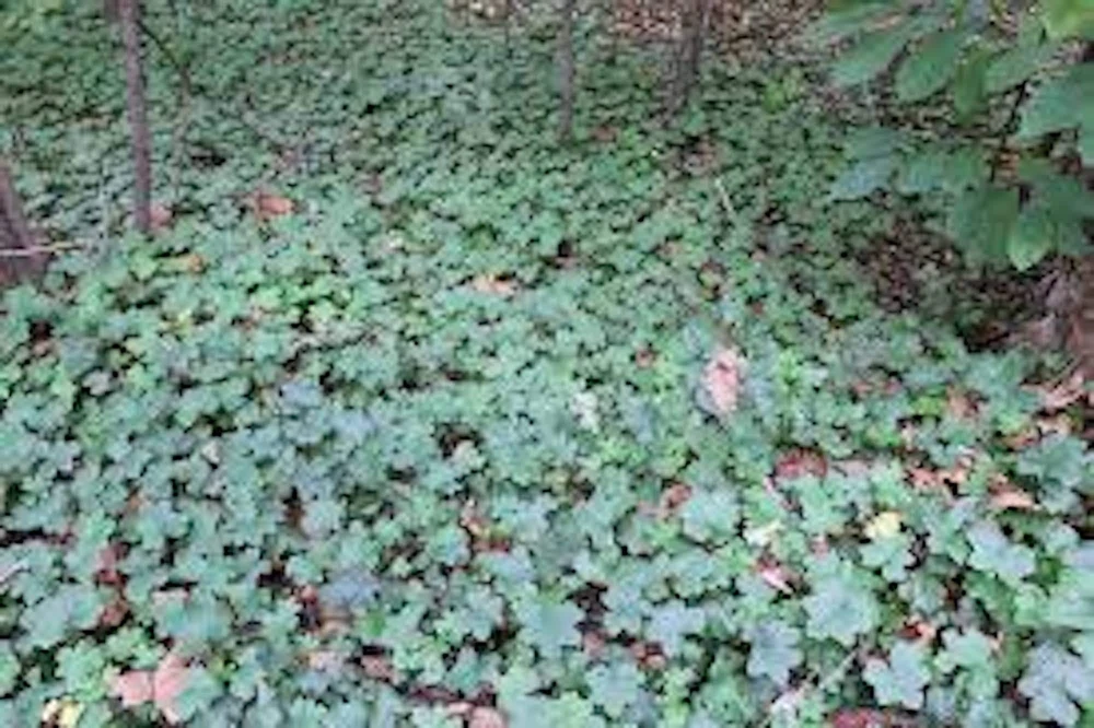 10 Canadian Waterleaf Bare Root Plants - Broad Leaf Hydrophyllum - Native Wildflower Perennial - Image 4