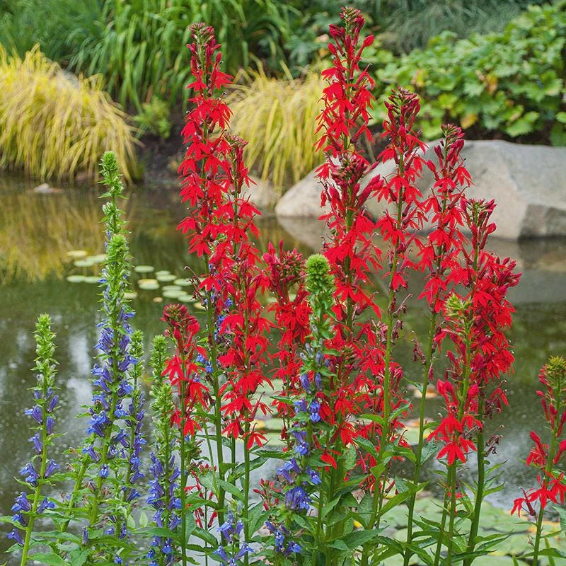 10 Cardinal Flower Lobelia cardinalis Bare Root Plants - Red Blooms, Attracts Hummingbirds - Image 2