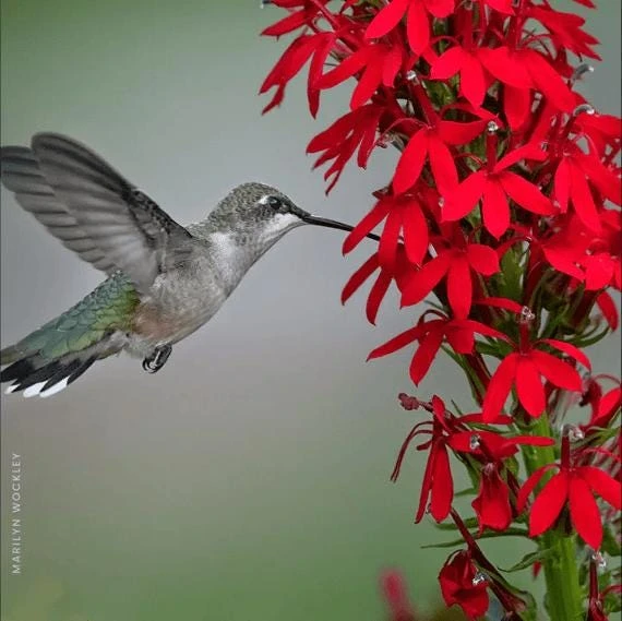 10 Cardinal Flower Lobelia cardinalis Bare Root Plants - Red Blooms, Attracts Hummingbirds - Image 3