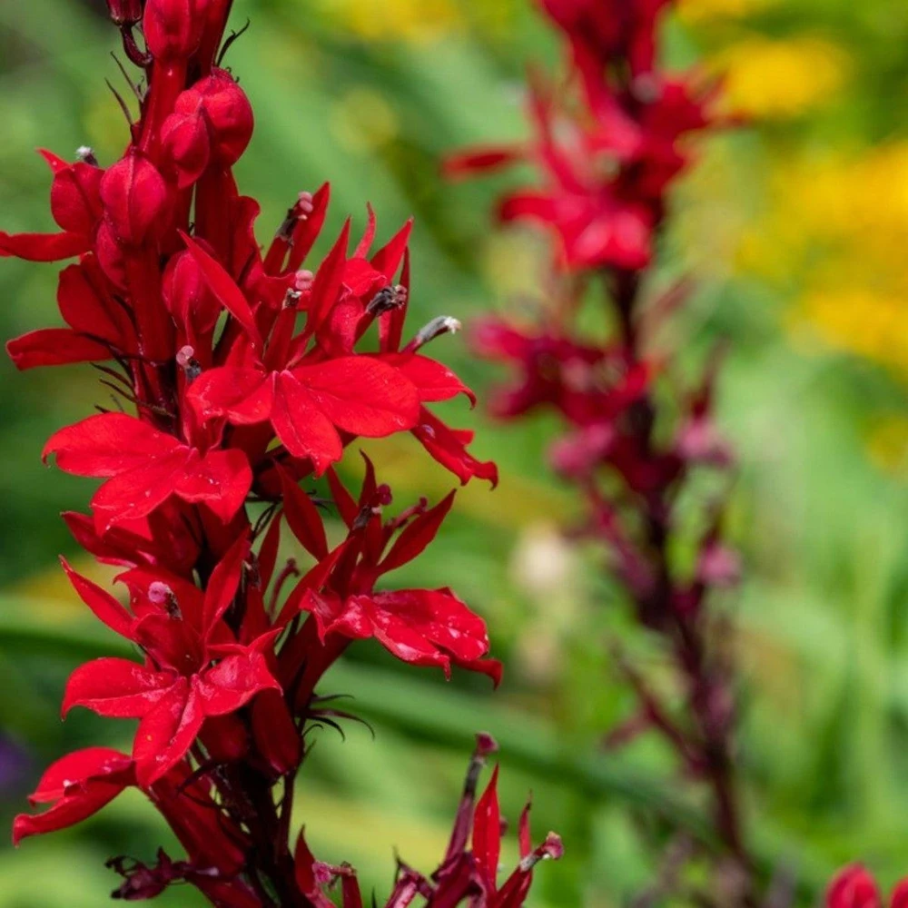10 Cardinal Flower Lobelia cardinalis Bare Root Plants - Red Blooms, Attracts Hummingbirds - Image 5