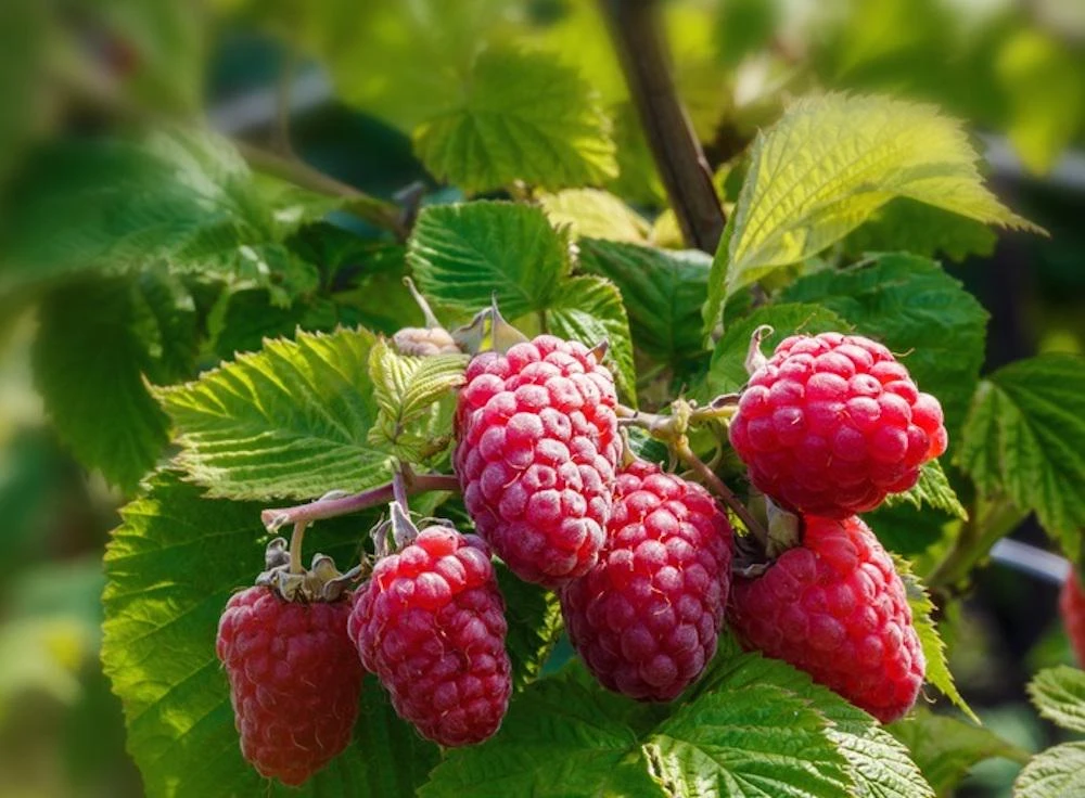 10 Caroline Red Raspberry Starter Plugs - Live Bare Root Fruit Plant - Image 5