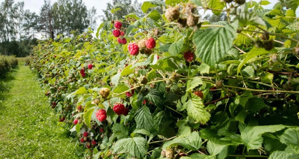 10 Caroline Red Raspberry Starter Plugs - Live Bare Root Fruit Plant - Image 8
