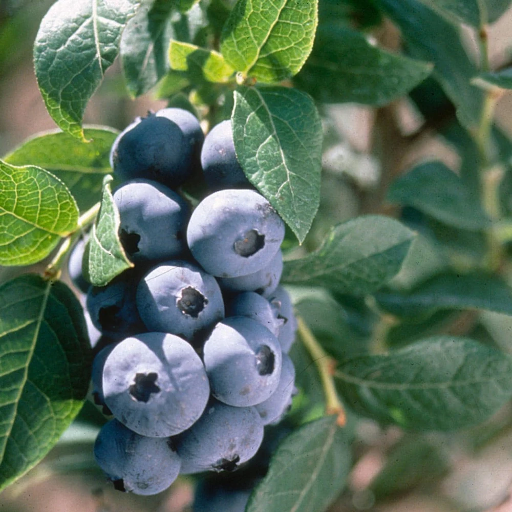 10 Chandler Blueberry Starter Plug Plants - Northern Highbush Fruit Shrub - Image 1
