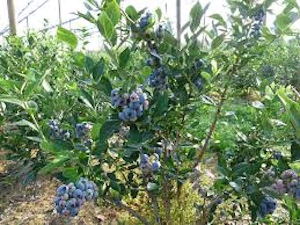 10 Chandler Blueberry Starter Plug Plants - Northern Highbush Fruit Shrub - Image 4