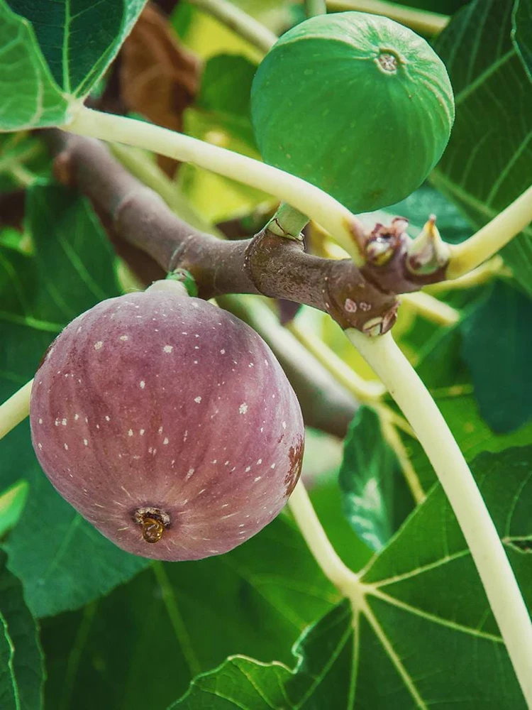 10 Chicago Hardy Fig Starter Plugs - Ficus carica 'Chicago Hardy' Live Bare Root Plants - Image 1