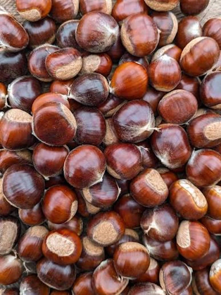 10 Chinese Chestnut Seeds for Planting - Blight Resistant Castanea Mollissima - Image 2