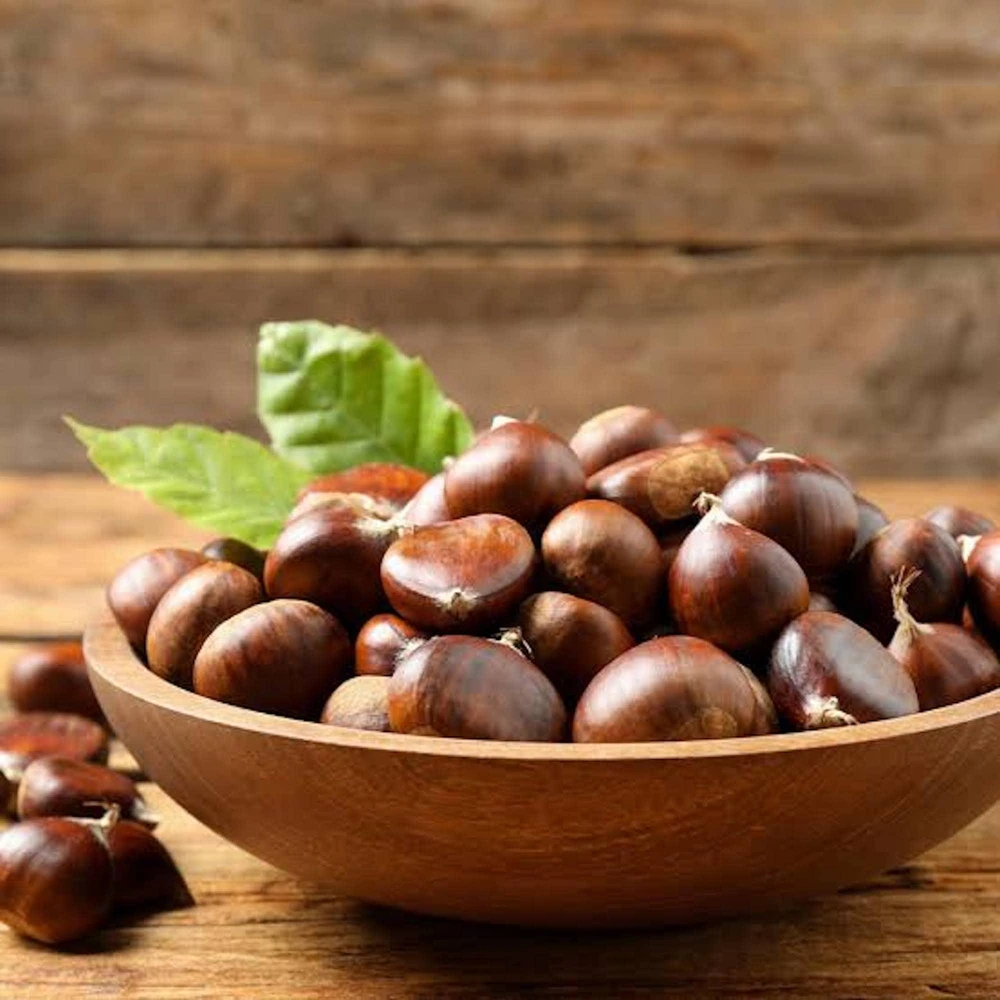 10 Chinese Chestnut Seeds for Planting - Blight Resistant Castanea Mollissima - Image 4