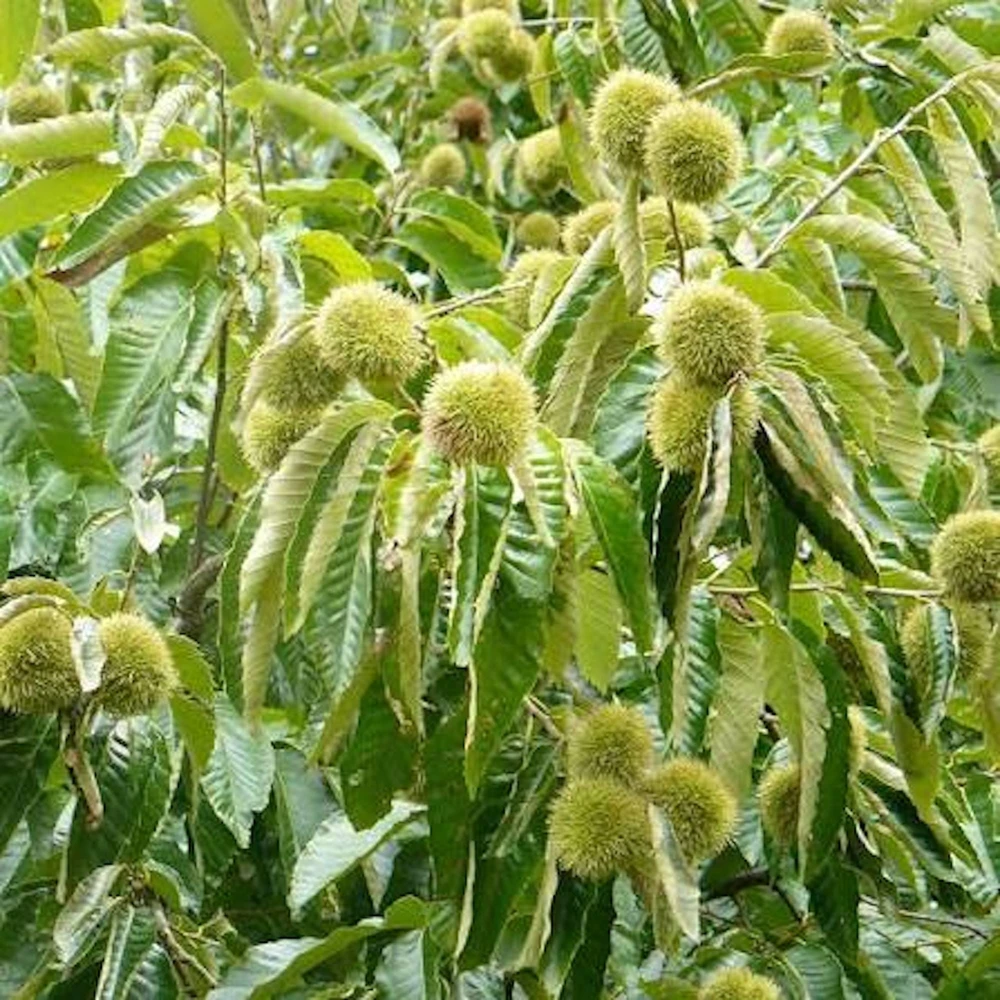 10 Chinese Chestnut Seeds for Planting - Blight Resistant Castanea Mollissima - Image 5