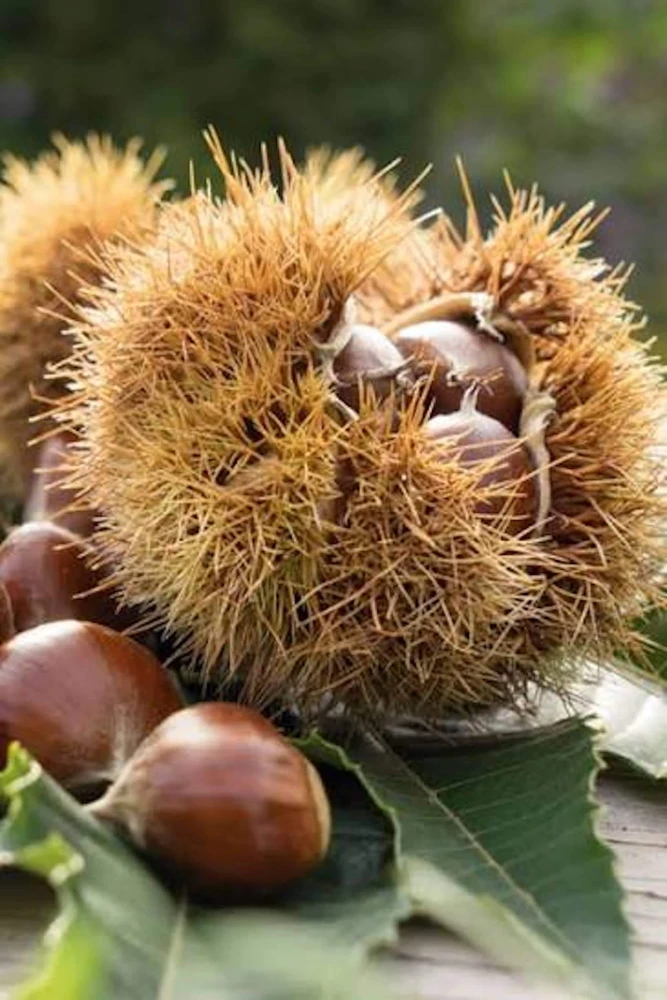 10 Chinese Chestnut Seeds for Planting - Blight Resistant Castanea Mollissima - Image 1