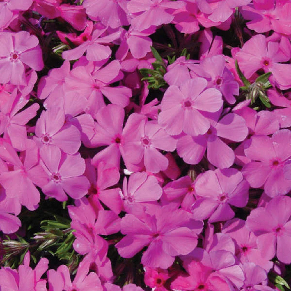 10 Creeping Phlox Pink Diamond Bare Root Starter Plugs - Live Plant, Zones 3-9 - Image 1