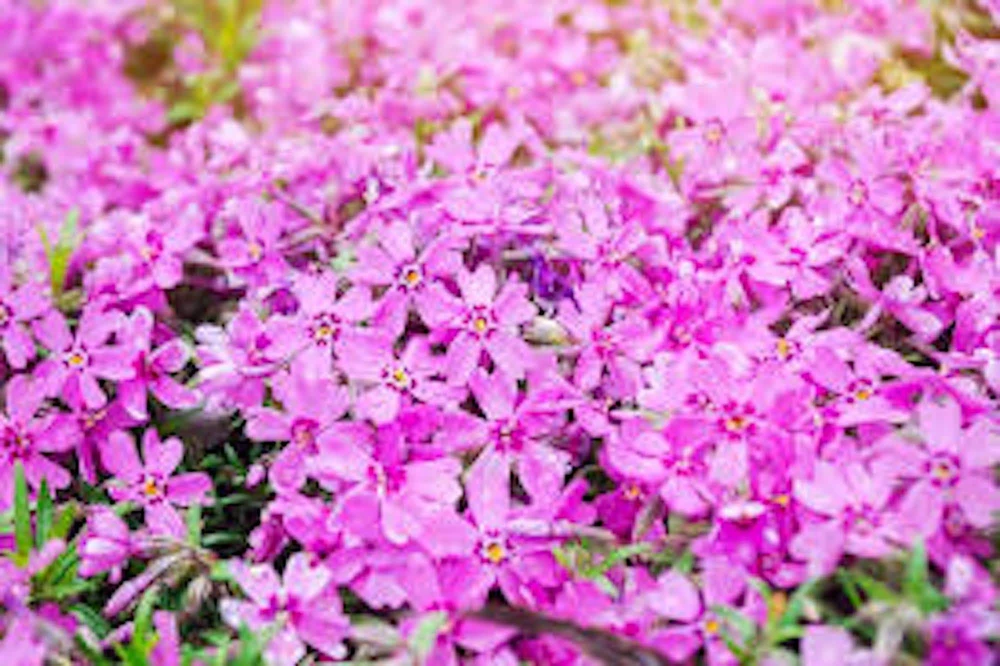 10 Creeping Phlox Pink Diamond Bare Root Starter Plugs - Live Plant, Zones 3-9 - Image 2