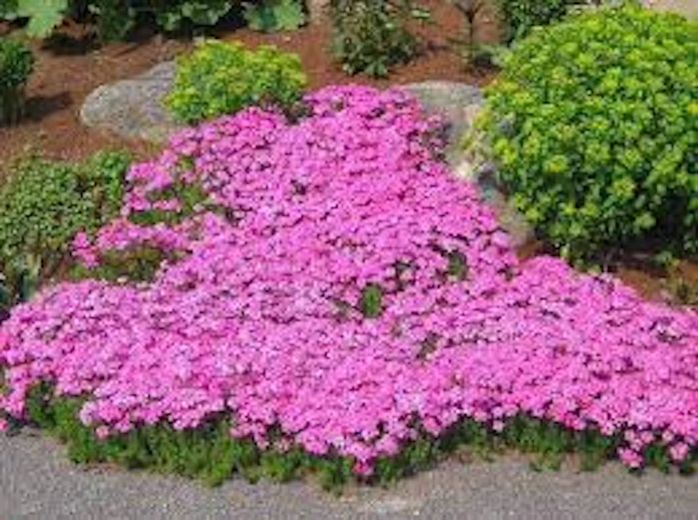 10 Creeping Phlox Pink Diamond Bare Root Starter Plugs - Live Plant, Zones 3-9 - Image 3