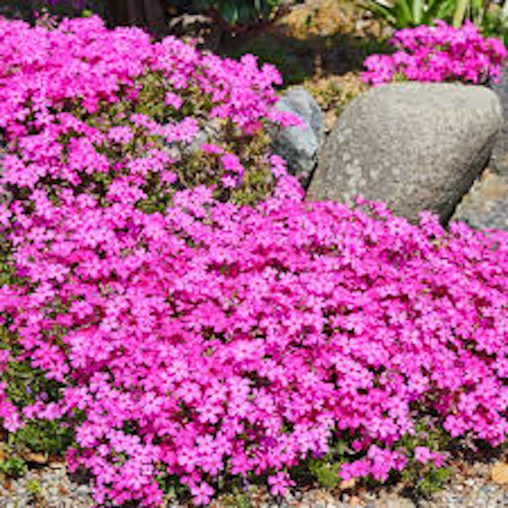 10 Creeping Phlox Pink Diamond Bare Root Starter Plugs - Live Plant, Zones 3-9 - Image 4