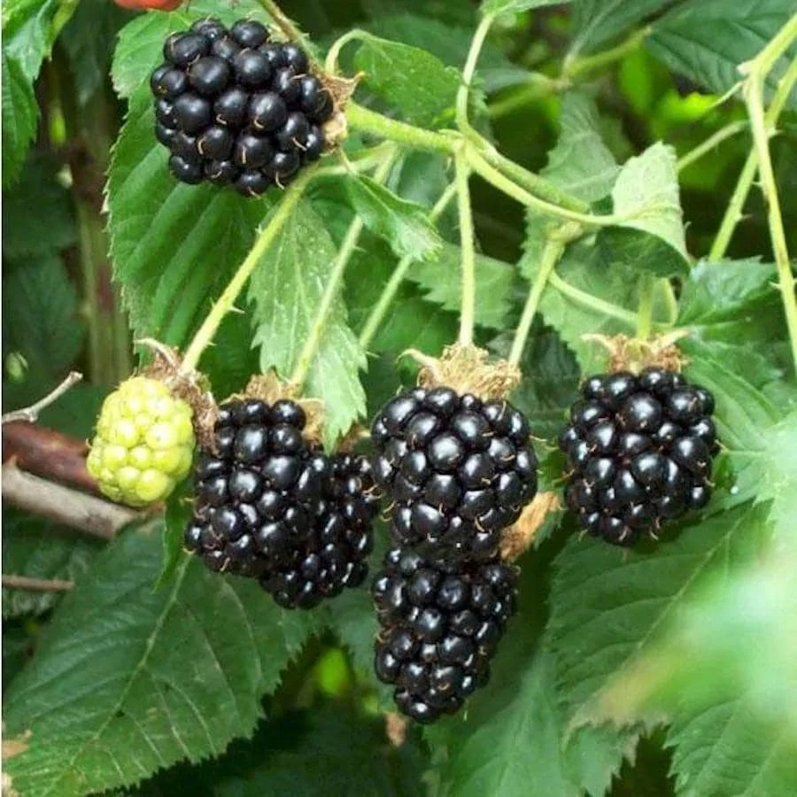 10 Darrow Blackberry Starter Plug - Rubus fruticosus Live Plant - Cold Hardy - Image 1