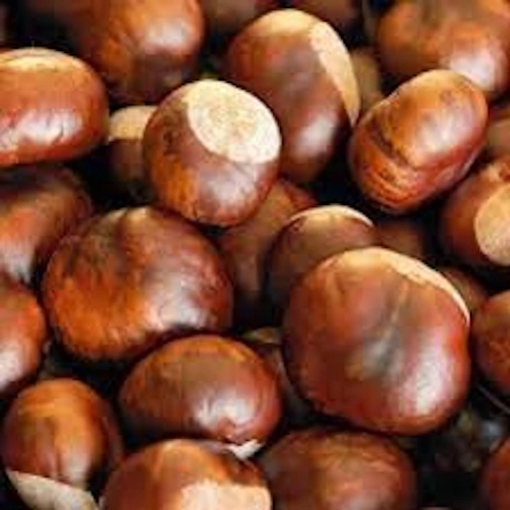 10 Dunstan Chestnut Tree Seeds - Blight Resistant American Hybrid for Planting - Image 1