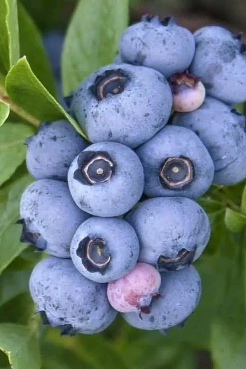 10 Emerald Blueberry Live Plant Plugs - Southern Highbush - USDA Zones 8-10 - Image 2