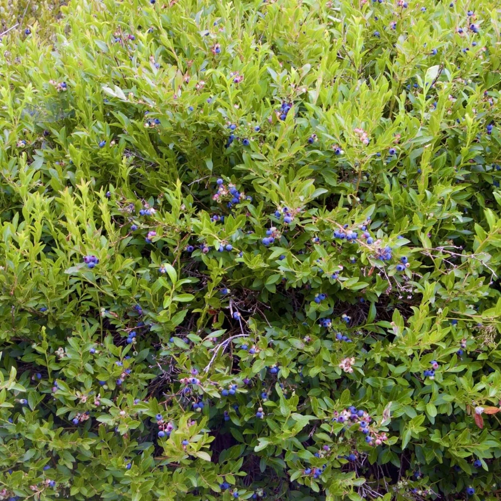 10 Emerald Blueberry Live Plant Plugs - Southern Highbush - USDA Zones 8-10 - Image 8