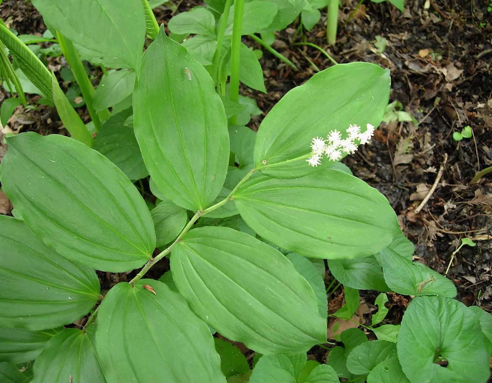 10 False Solomon's Seal Bare Root Plants - Maianthemum Racemosum - Native Wildflower - Image 1