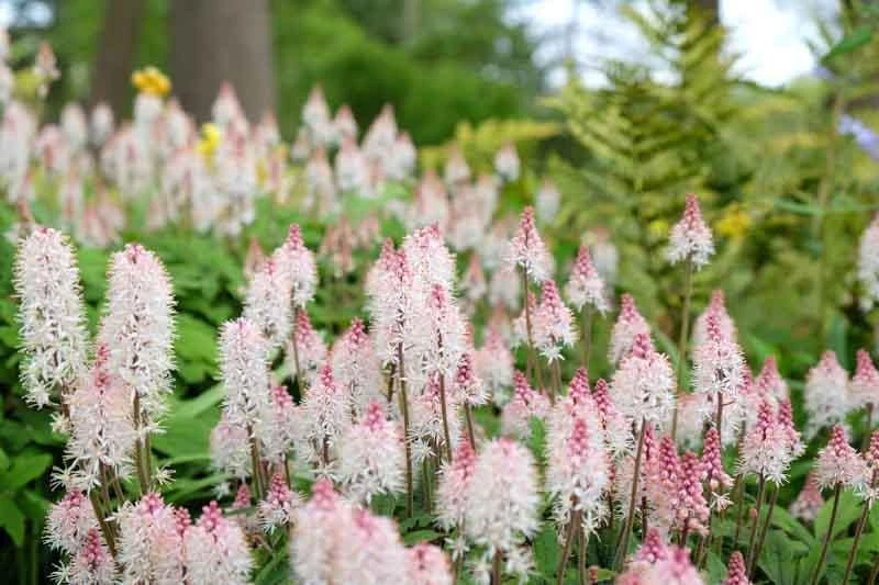 10 Foam Flower Bare Root Plants (Tiarella cordifolia) - Shade Perennial - Image 3