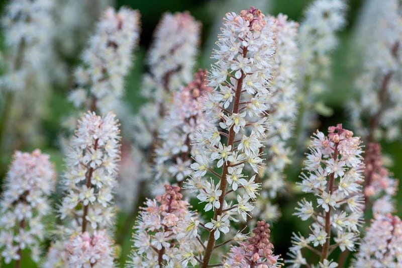 10 Foam Flower Bare Root Plants (Tiarella cordifolia) - Shade Perennial - Image 5