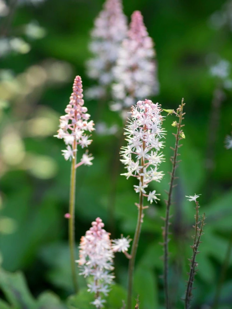 10 Foam Flower Bare Root Plants (Tiarella cordifolia) - Shade Perennial - Image 6