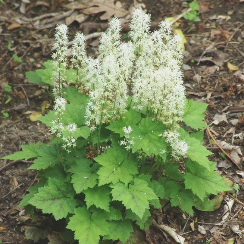 10 Foam Flower Bare Root Plants (Tiarella cordifolia) - Shade Perennial - Image 8