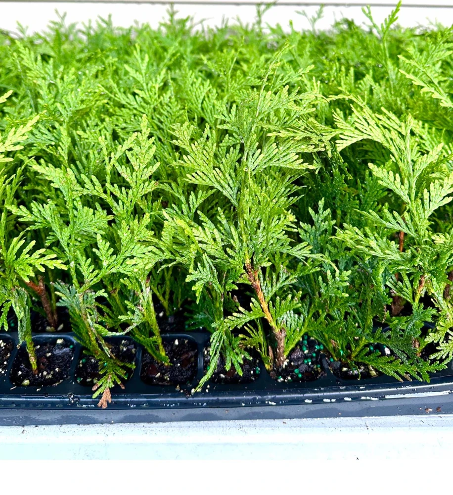 10 Green Giant Arborvitae Live Plants โ 6-12 inch Starter Trees โ Outdoor Privacy Hedge - Image 2