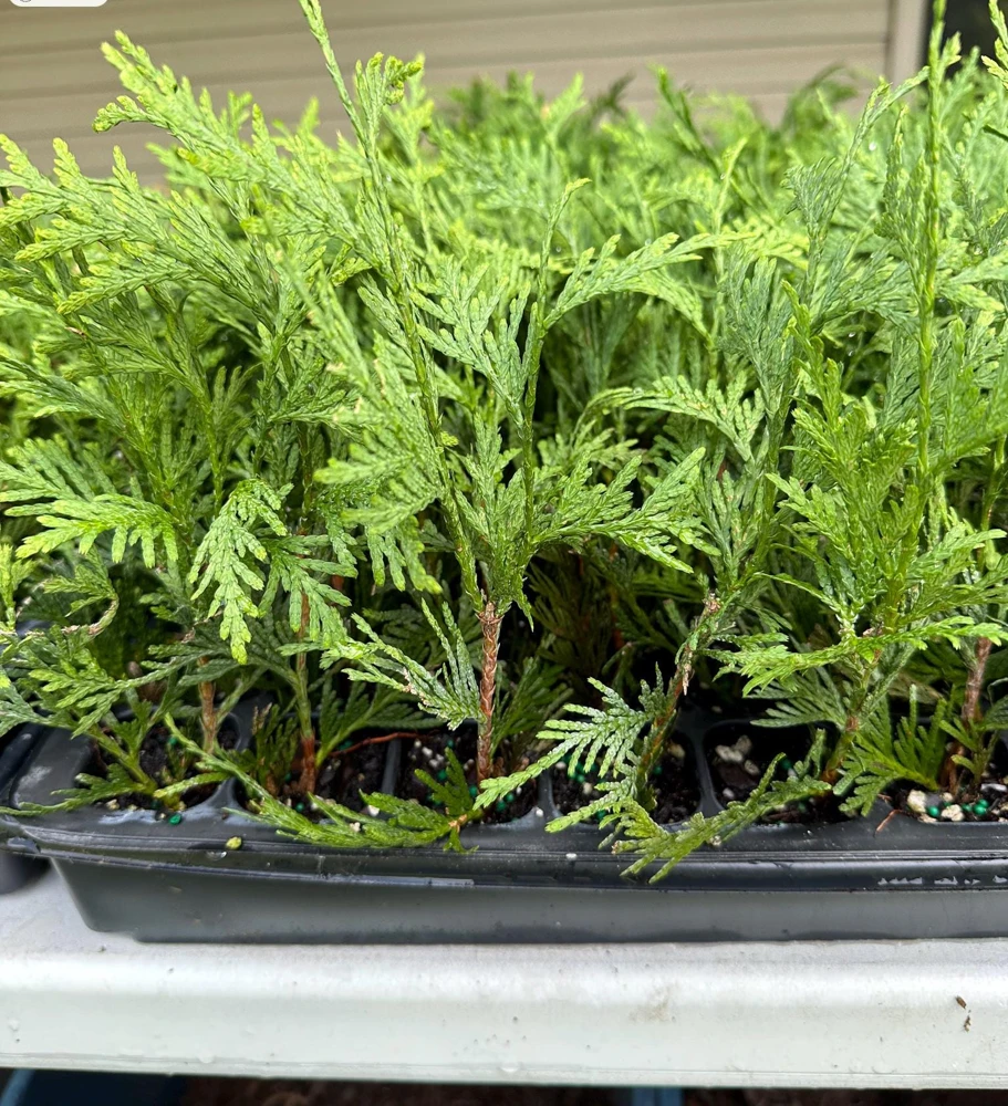 10 Green Giant Arborvitae Live Plants โ 6-12 inch Starter Trees โ Outdoor Privacy Hedge - Image 3