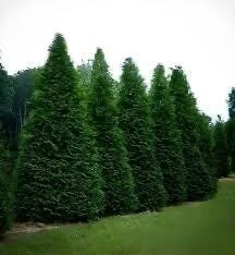 10 Green Giant Arborvitae Live Plants โ 6-12 inch Starter Trees โ Outdoor Privacy Hedge - Image 4