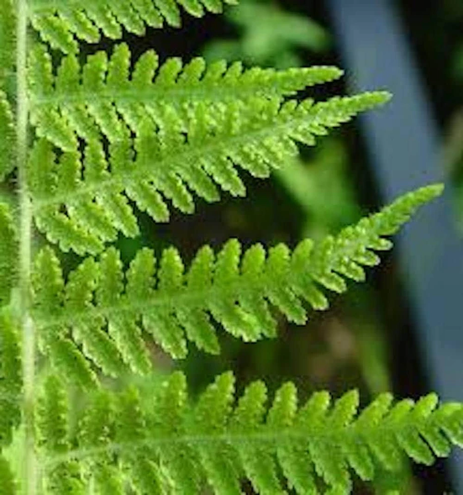 10 Hay-Scented Fern Live Bare Root Plants - Dennstaedtia punctilobula, 1-2 ft tall - Image 2