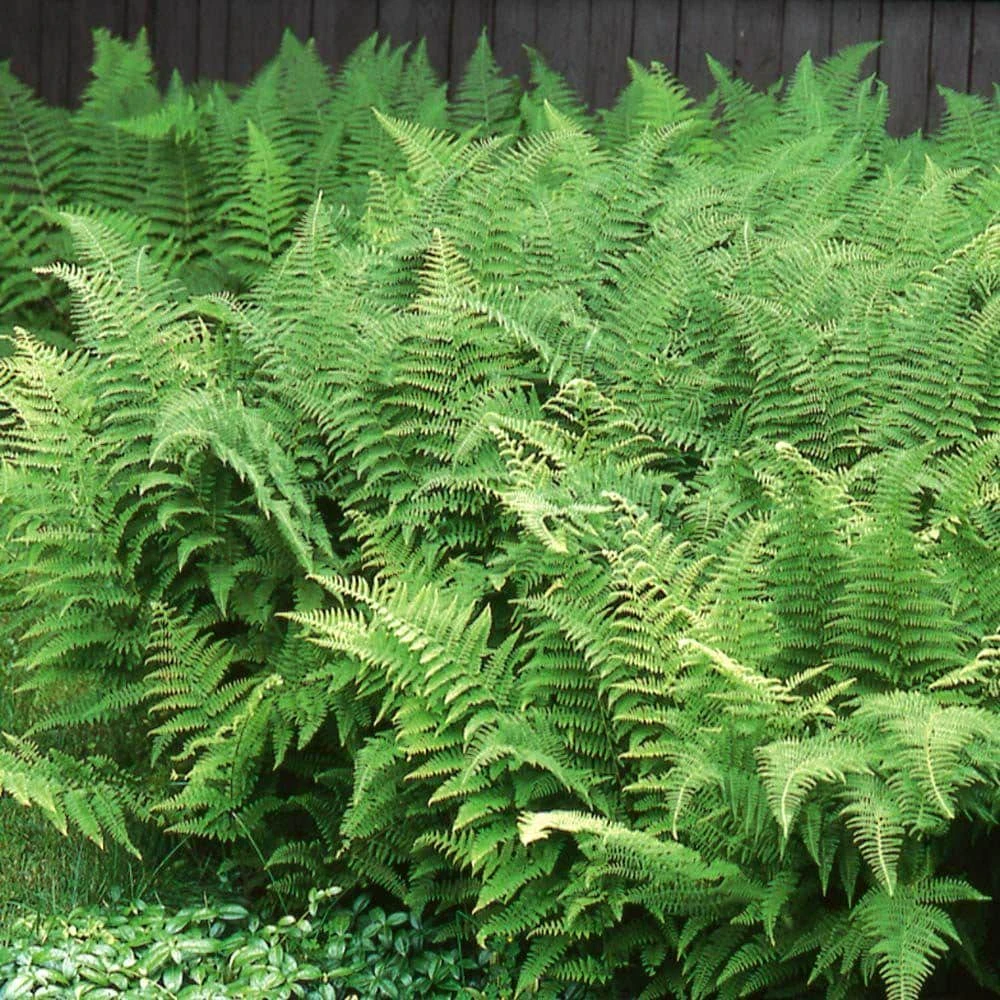 10 Hay-Scented Fern Live Bare Root Plants - Dennstaedtia punctilobula, 1-2 ft tall - Image 1